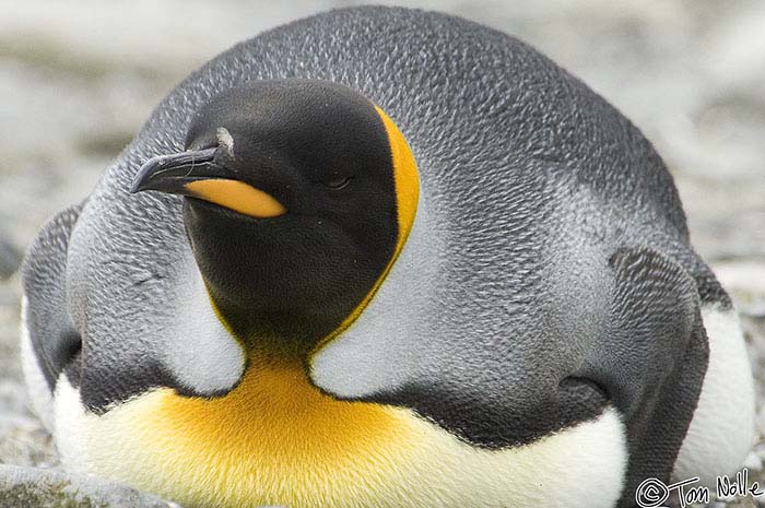 Antarctica_20080115_141108_015_2X