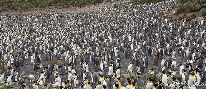 Antarctica_20080115_142048_930_20