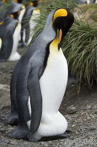 Antarctica_20080115_142338_033_2X
