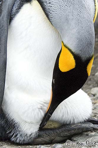 Antarctica_20080115_142528_036_2X