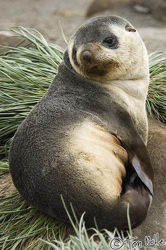 Antarctica_20080115_142744_037_2X