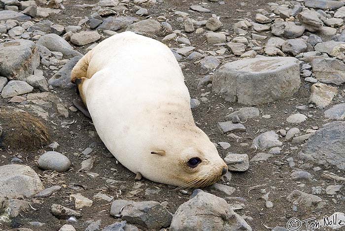 Antarctica_20080115_150900_947_20