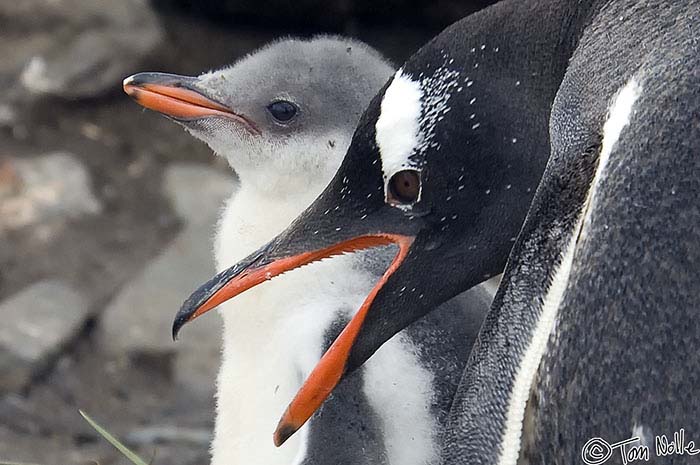 Antarctica_20080116_081906_223_2X