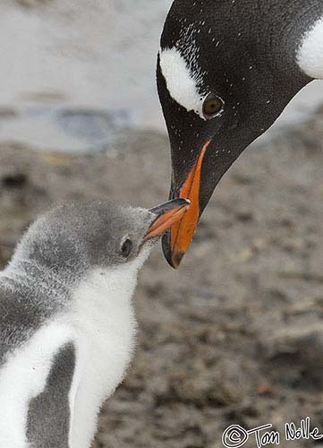Antarctica_20080116_082032_253_2X