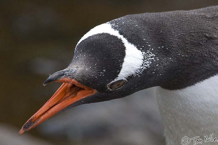 Antarctica_20080116_082052_261_2X