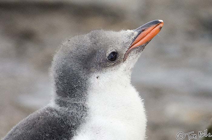 Antarctica_20080116_082112_268_2X
