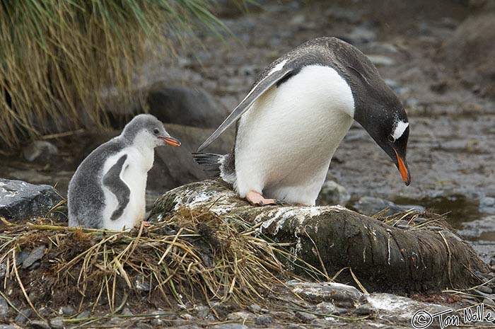 Antarctica_20080116_082434_315_2X