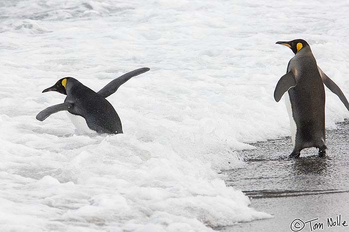 Antarctica_20080116_143418_377_2X