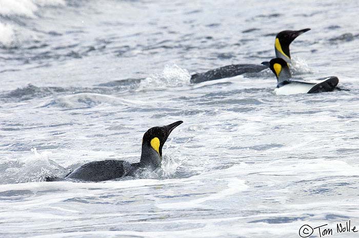 Antarctica_20080116_143532_391_2X