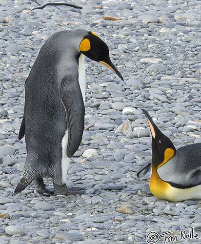 Antarctica_20080116_150138_477_2X