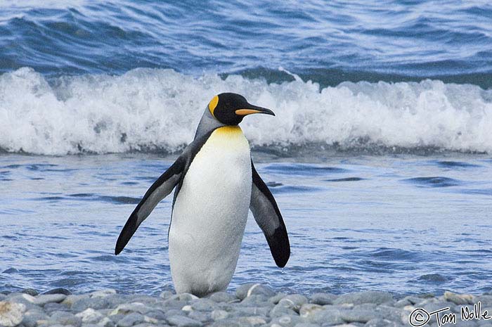 Antarctica_20080116_150640_489_2X