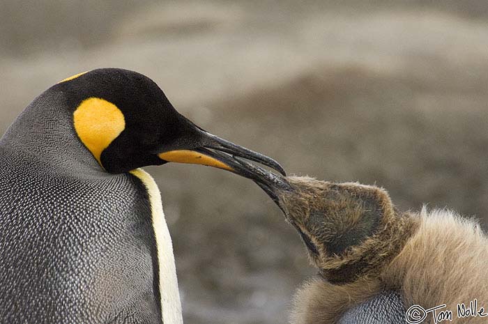 Antarctica_20080116_152742_511_2X