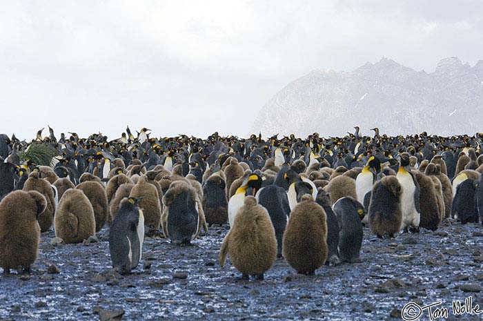 Antarctica_20080116_154314_540_2X