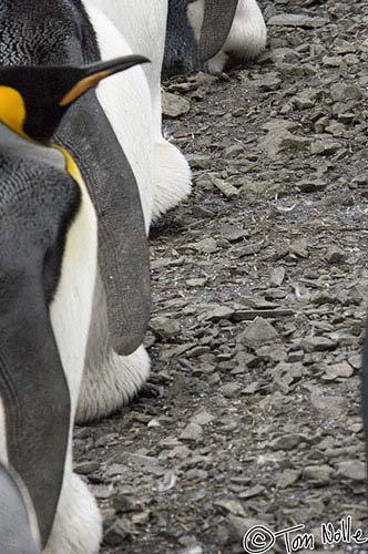 Antarctica_20080116_154700_542_2X