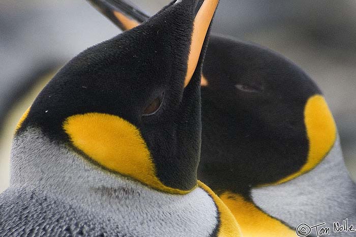 Antarctica_20080116_154952_556_2X