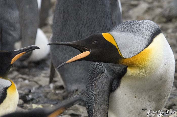 Antarctica_20080116_155348_564_2X