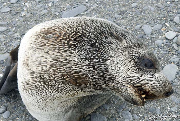 Antarctica_20080116_162902_077_20