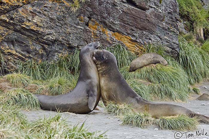 Antarctica_20080117_063958_644_2X