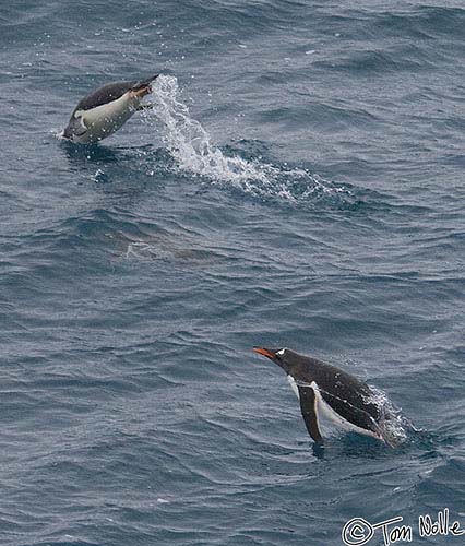 Antarctica_20080118_051600_748_2X