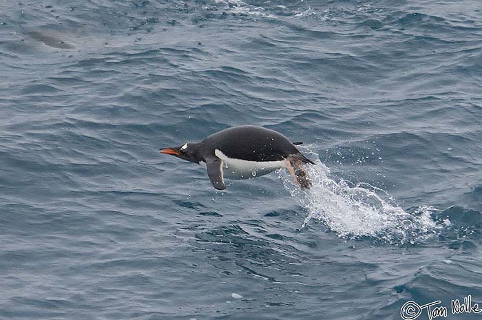 Antarctica_20080118_051602_749_2X