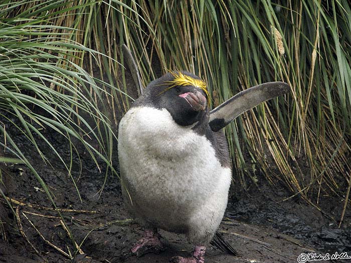 Antarctica_20080118_063911_013_S