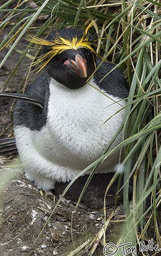 Antarctica_20080118_073228_802_2X