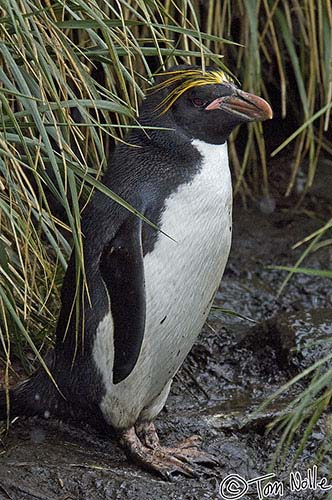 Antarctica_20080118_073338_836_2X