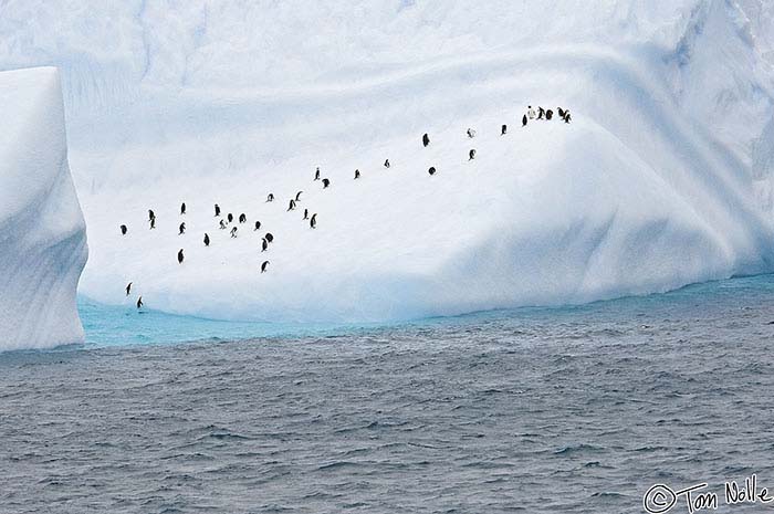 Antarctica_20080118_094208_143_2X