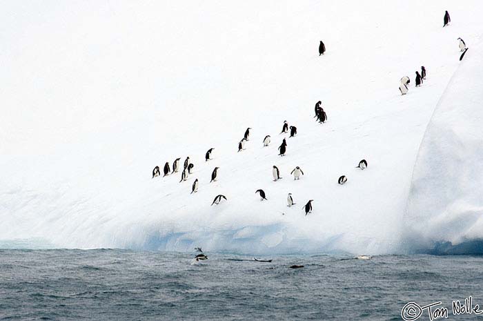 Antarctica_20080118_094630_156_2X