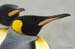 Antarctica_20080115_133056_890_2X