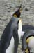 Antarctica_20080115_133146_894_2X