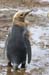 Antarctica_20080115_133738_911_2X