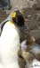 Antarctica_20080115_134132_920_2X