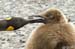 Antarctica_20080115_135910_978_2X