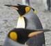 Antarctica_20080115_140200_985_2X