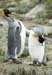 Antarctica_20080115_140424_995_2X