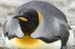 Antarctica_20080115_141108_015_2X