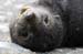 Antarctica_20080115_143336_058_2X