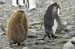 Antarctica_20080115_145158_087_2X