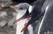 Antarctica_20080116_081906_223_2X
