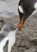 Antarctica_20080116_082032_253_2X