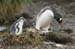 Antarctica_20080116_082434_315_2X