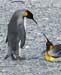 Antarctica_20080116_150138_477_2X