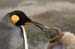 Antarctica_20080116_152742_511_2X
