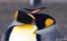 Antarctica_20080116_153102_525_2X