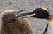 Antarctica_20080116_153846_535_2X