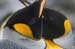 Antarctica_20080116_154952_556_2X