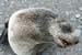Antarctica_20080116_162902_077_20