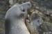 Antarctica_20080117_064108_661_2X