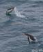 Antarctica_20080118_051600_748_2X